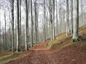 Bike tour Palantina Freeride - 2