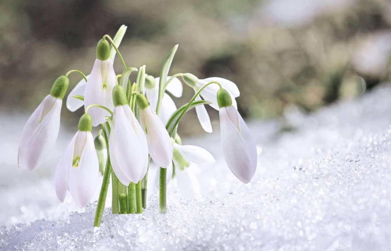 Come i Bucaneve d’inverno