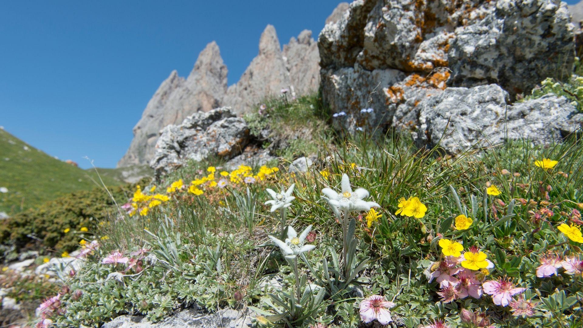 Tracce di Foliage – Le piante del benessere