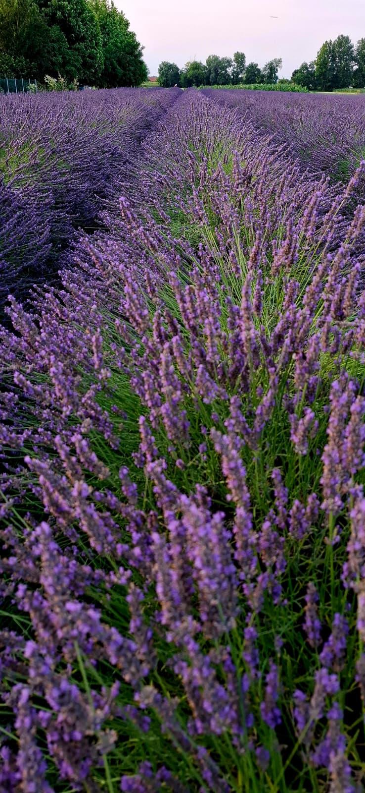 LAVANDA DEL BRENTA