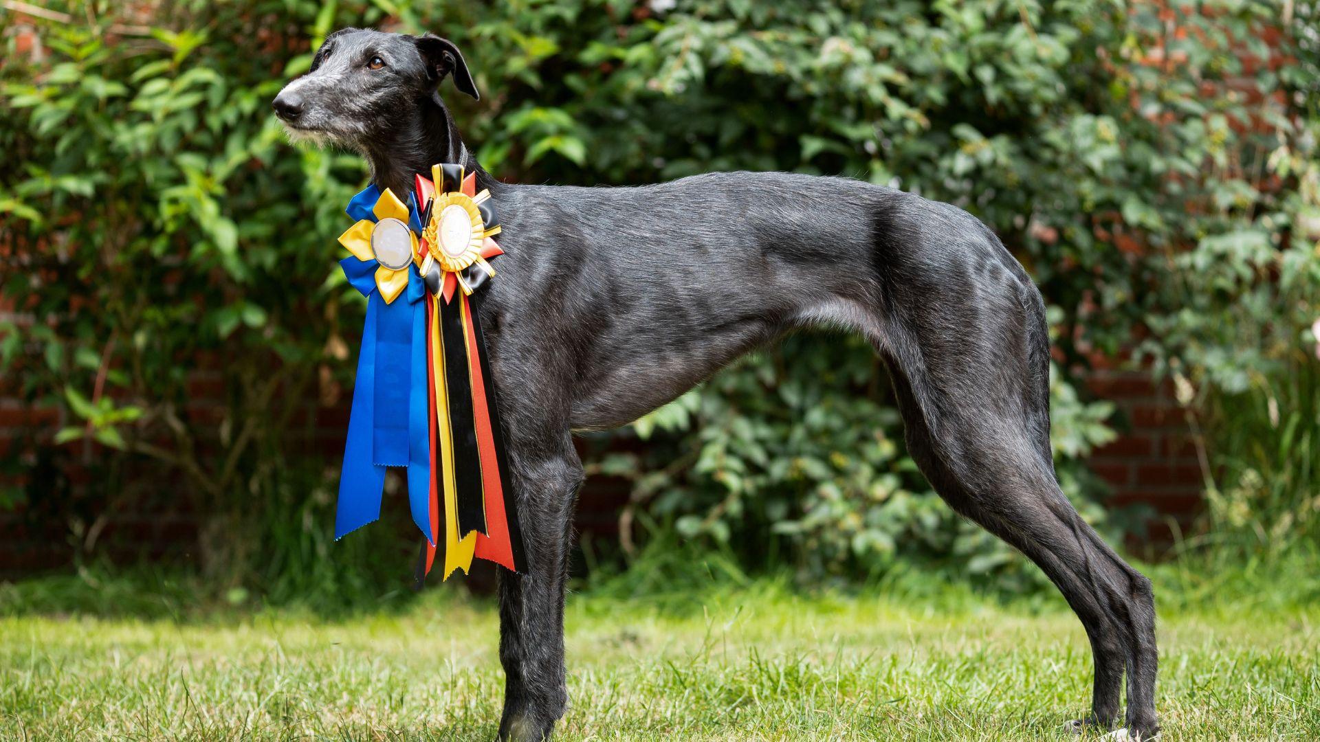 Mostra Cinofila di Ferragosto