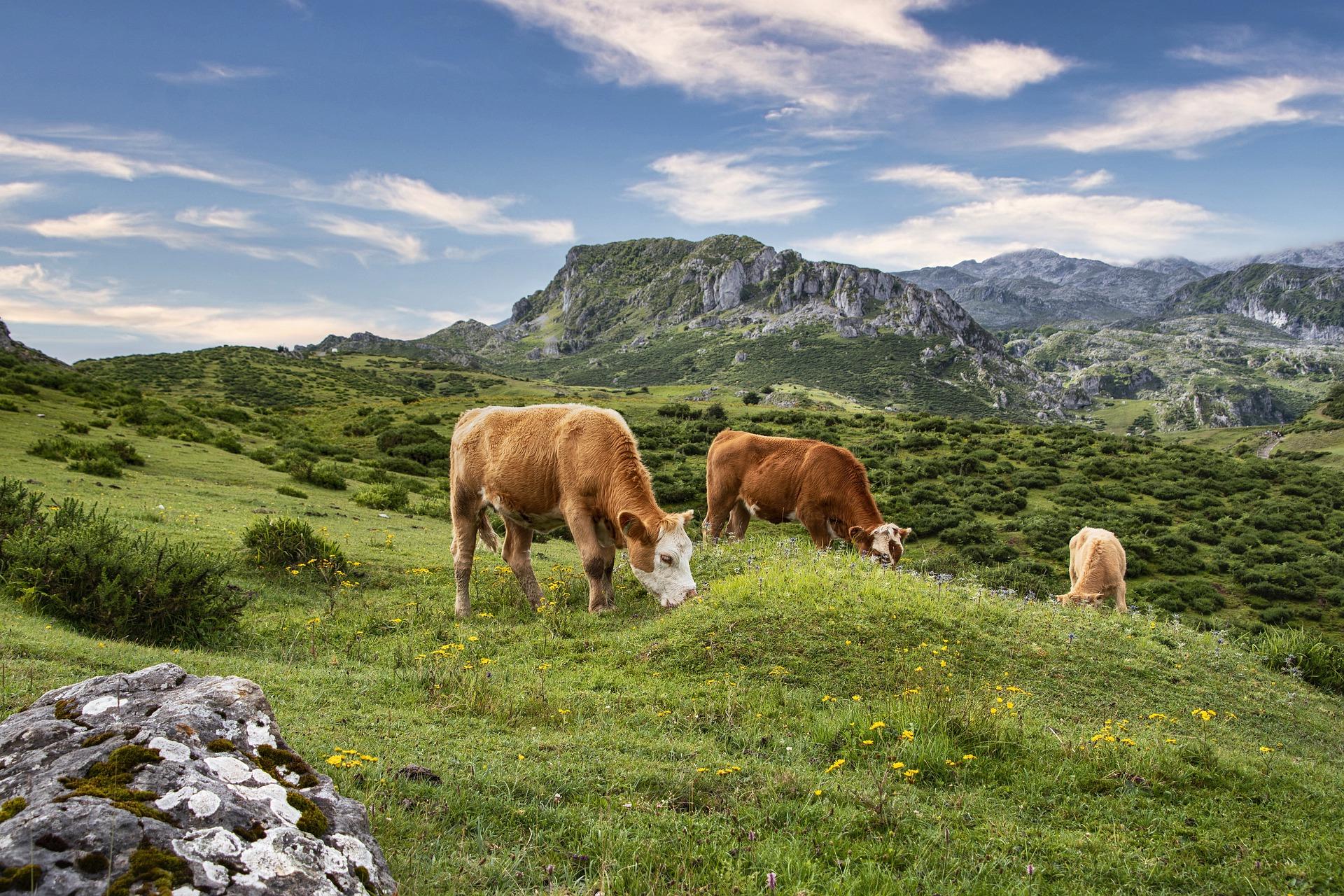 Nuove Vie - Festival della Montagna