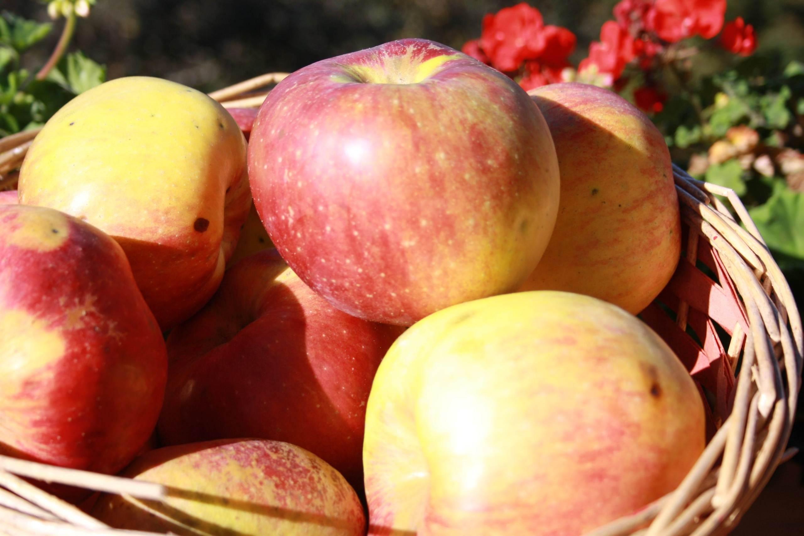 Le dolci sorprese del Sovramontino a Col dei Mich con Flò