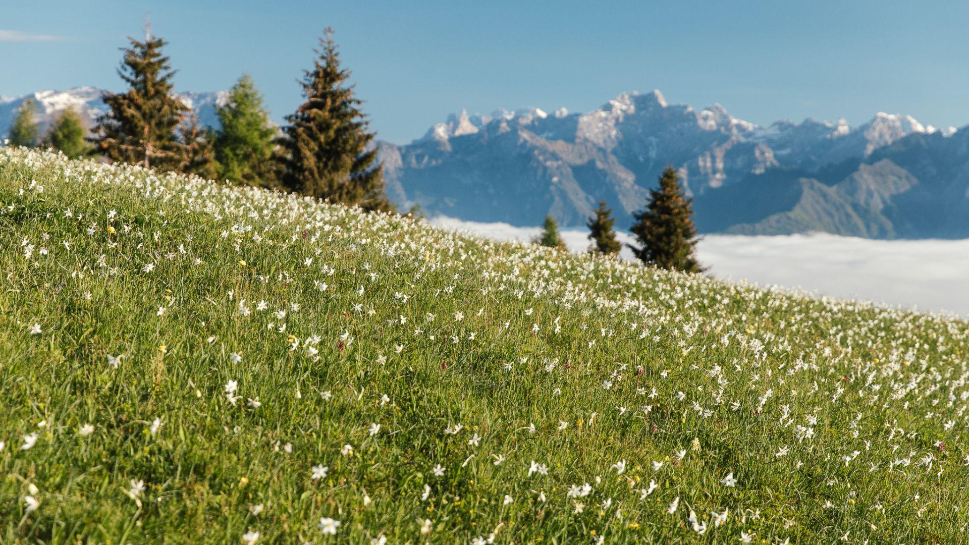 Tutela e salvaguardiua della fioritura dei narcisi in Slovenia