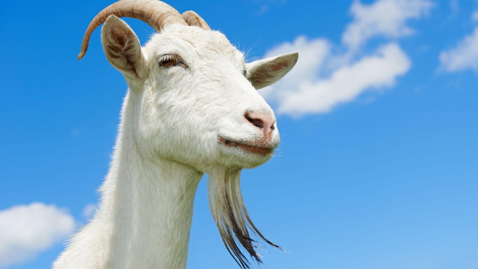 Capra, capra, capra!