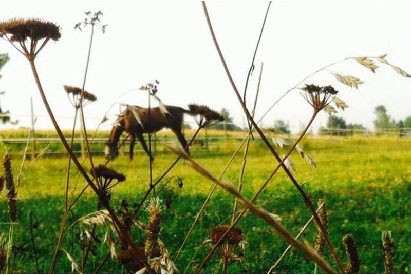 Società Sportiva Ippogrifo