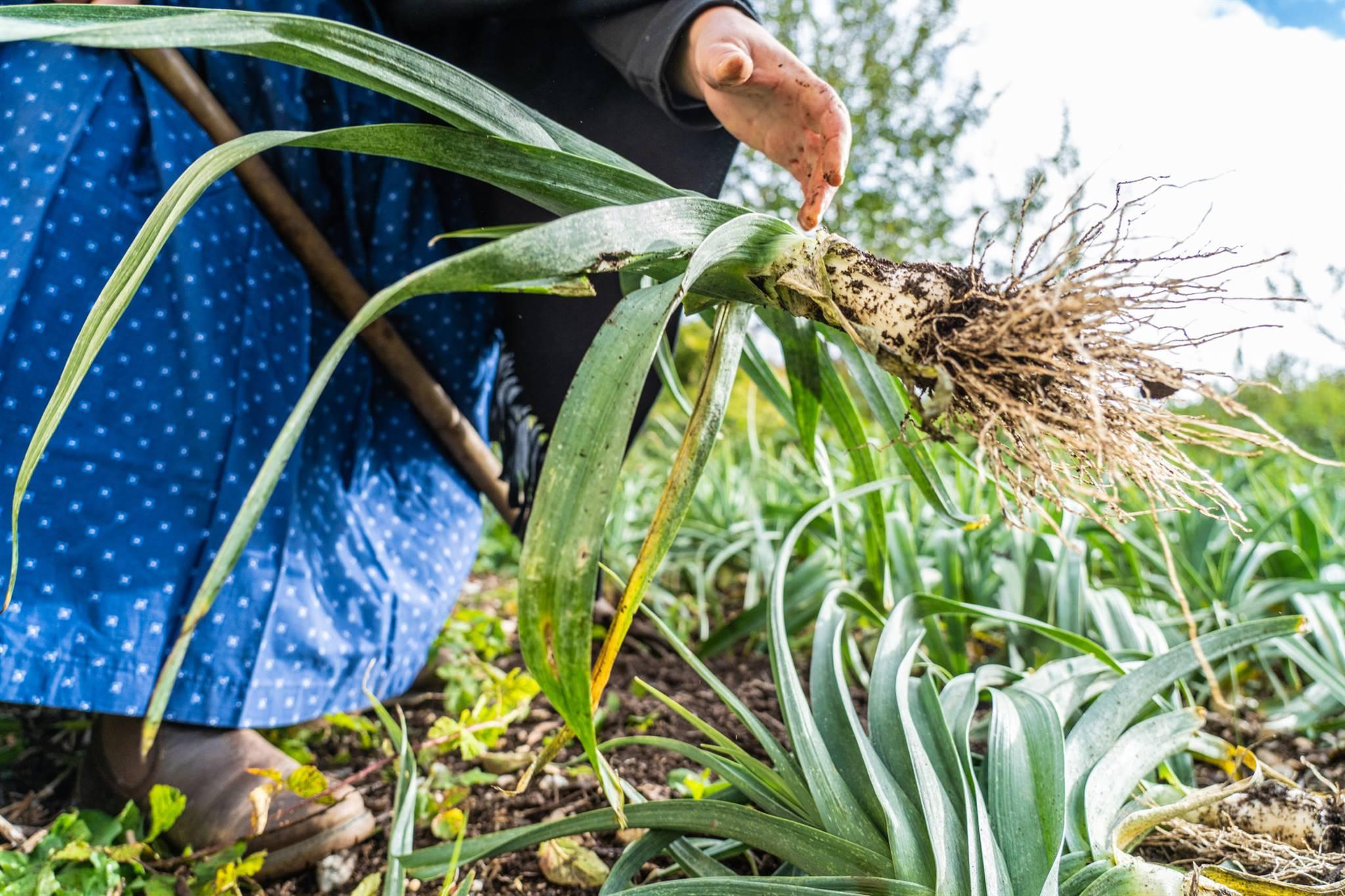 Festival dell’agricoltura di Montagna e Giornata del Porro di Nosellari