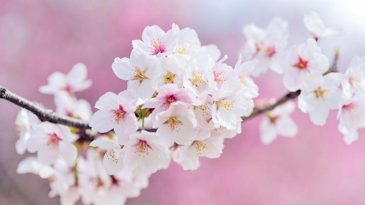 primavera