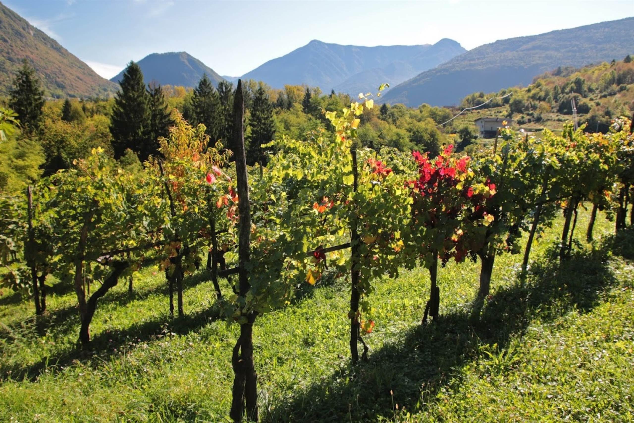 Azienda Agricola Polesana