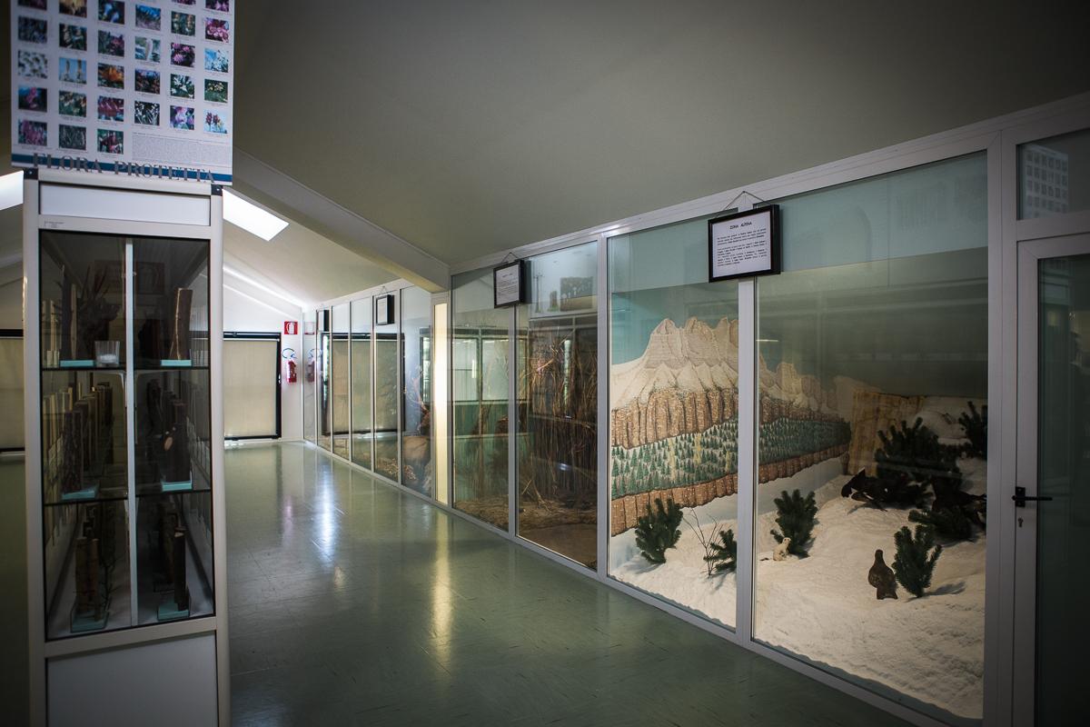 Museo di Storia Naturale dell'Alpago - 2