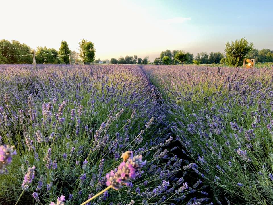 Meditazione al tramonto tra la Lavanda