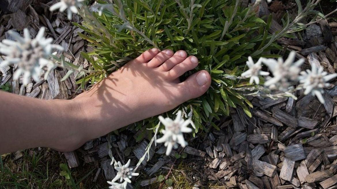 Forest Bathing -5 SENSI