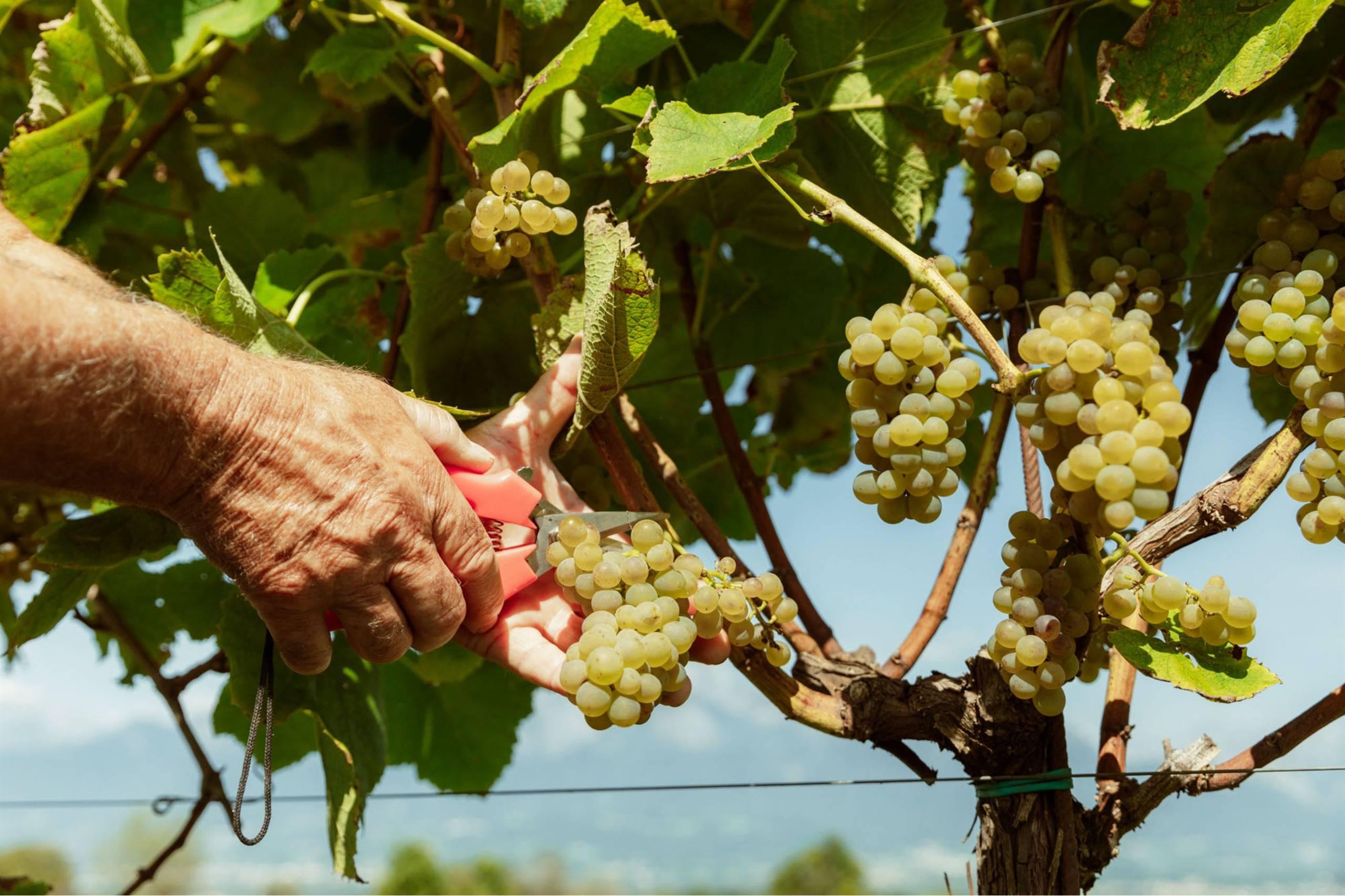 Azienda agricola Giuliano Menel - 2