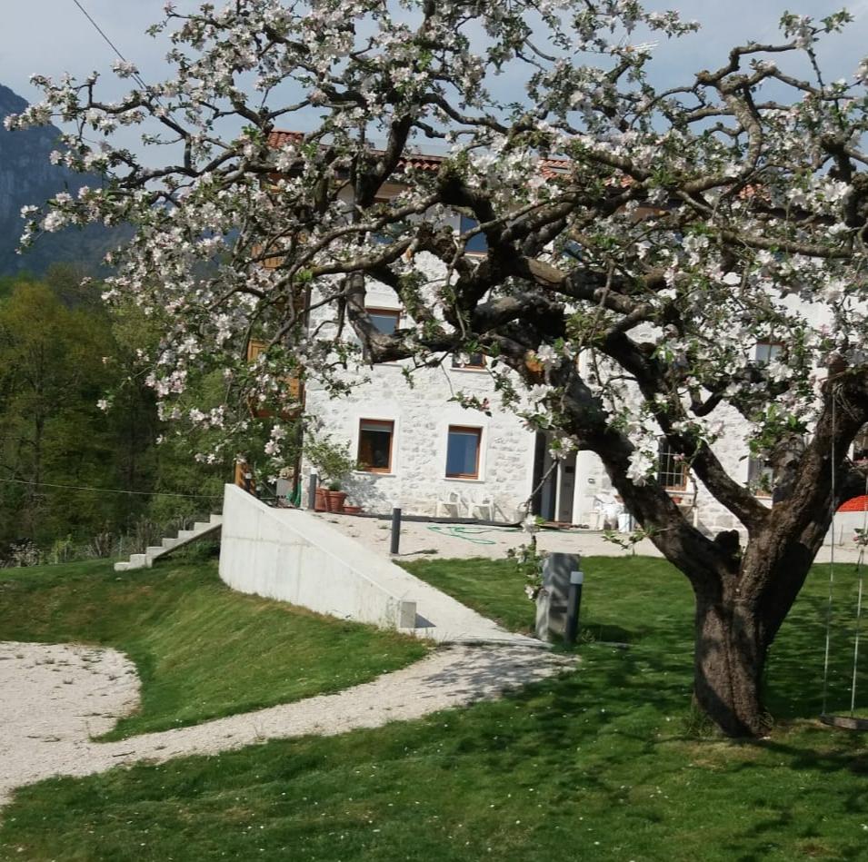 ANTICO MELO