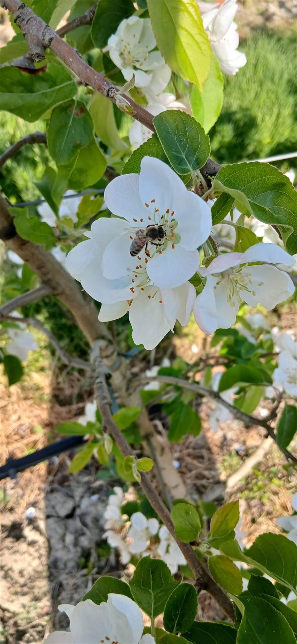 APICOLTURA TERAMAMA