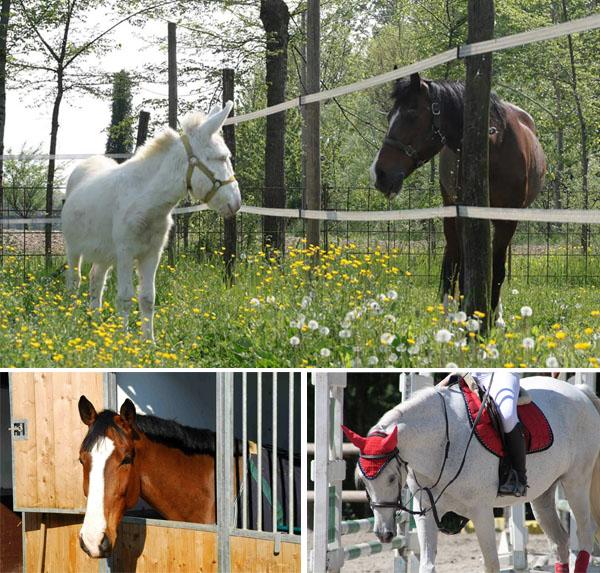 Società Sportiva Ippogrifo