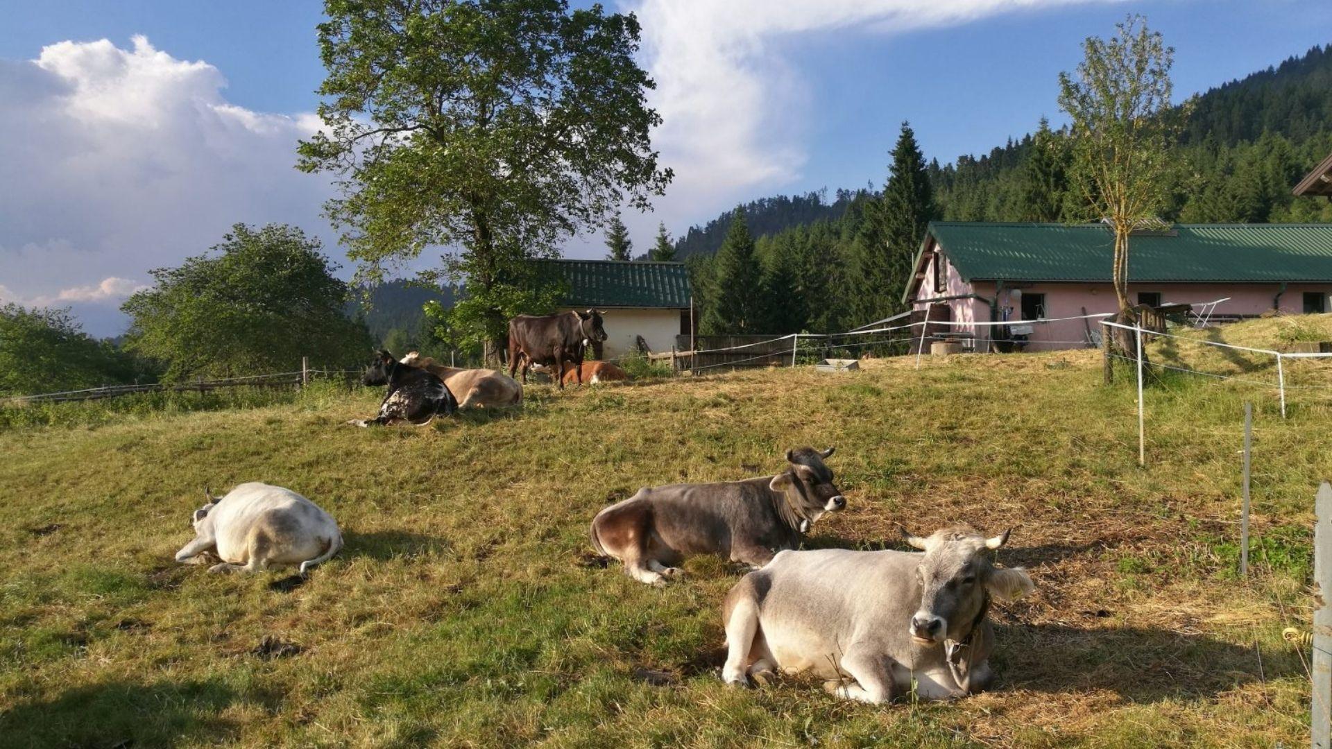 Malga Van - Coop Pascolando