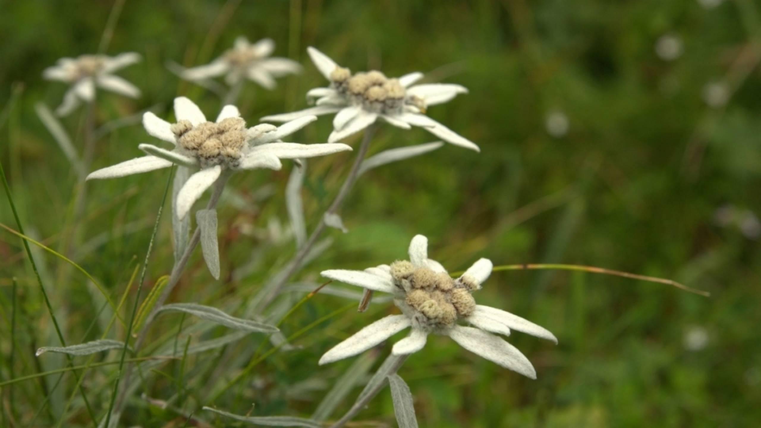 Imparare al Giardino Botanico delle Alpi Orientali