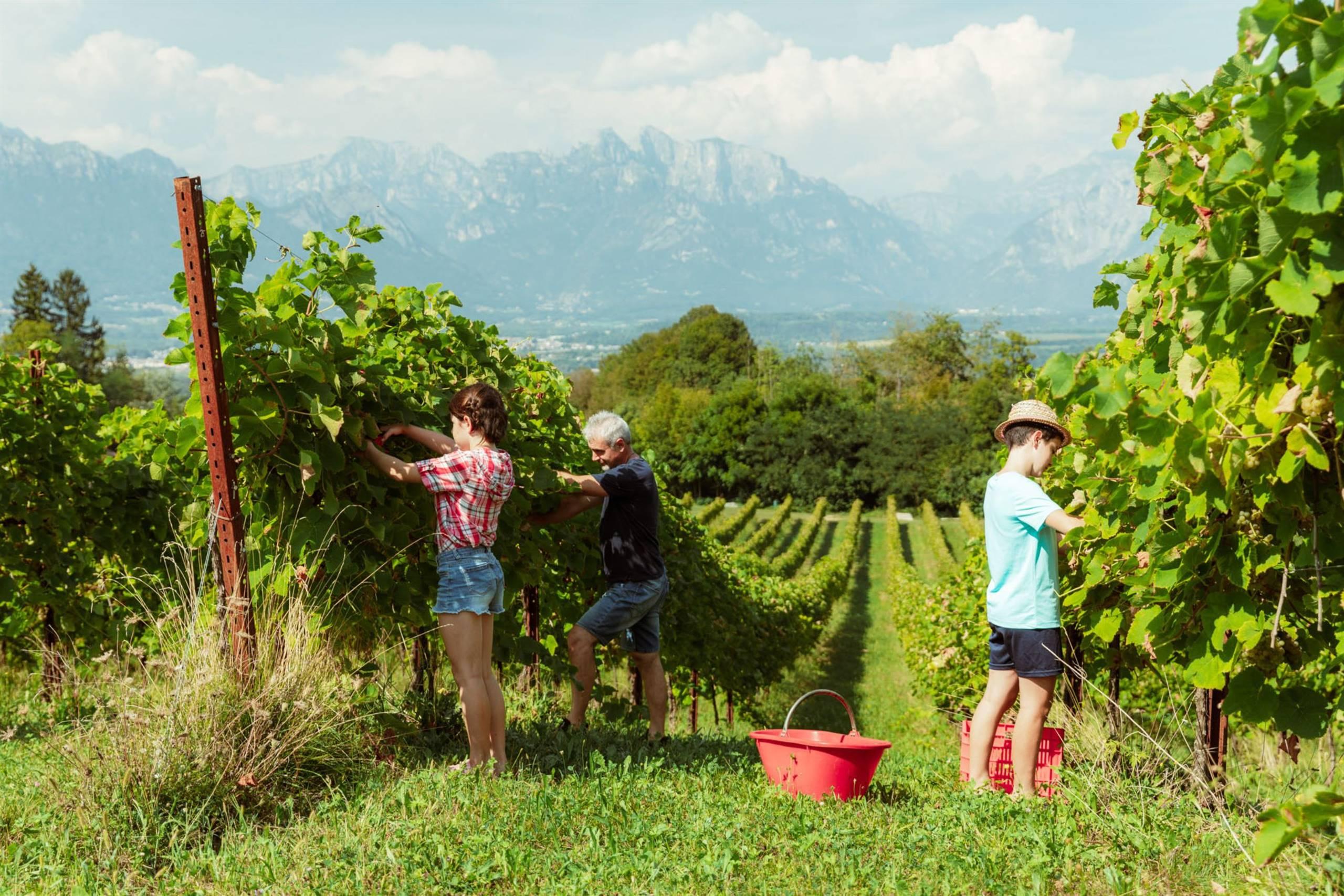 Azienda agricola Vitivinicola di Dalla Vecchia Miliano