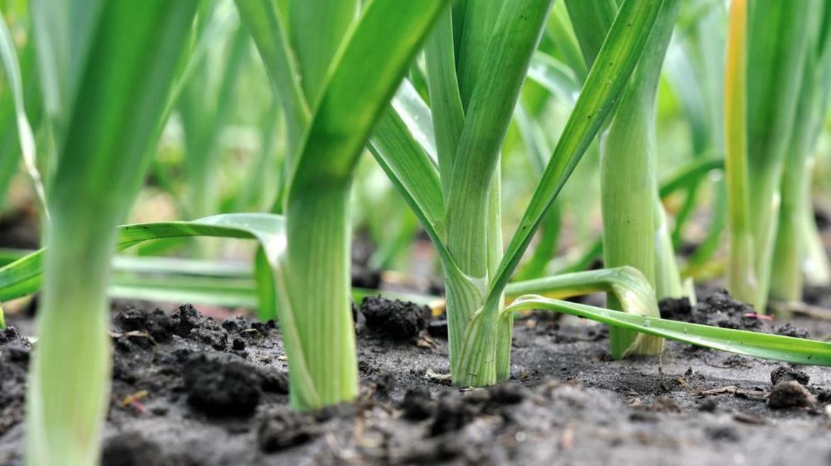 Festival dell’agricoltura di Montagna e Giornata del Porro di Nosellari
