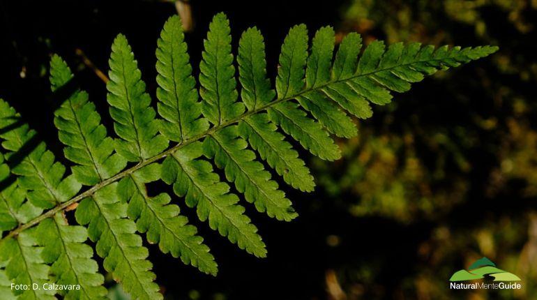 Il respiro della foresta