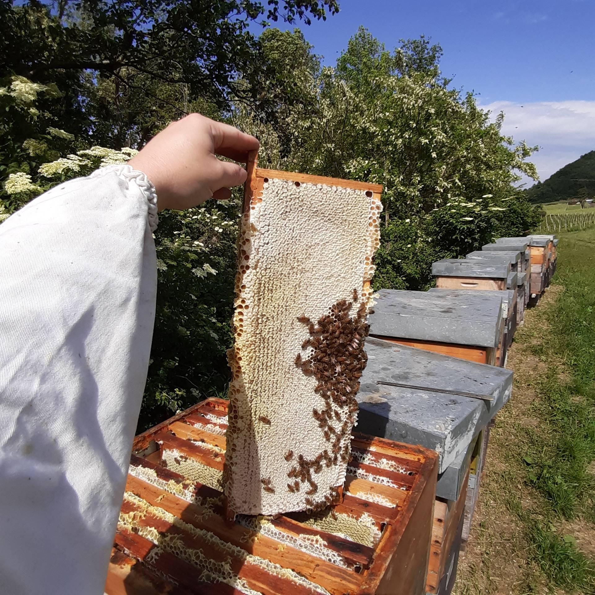 APE AGRICOLA DI STEFANI RICCARDO