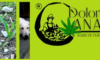 Dolomiticanapa - Colle Elisa Az. Agricola