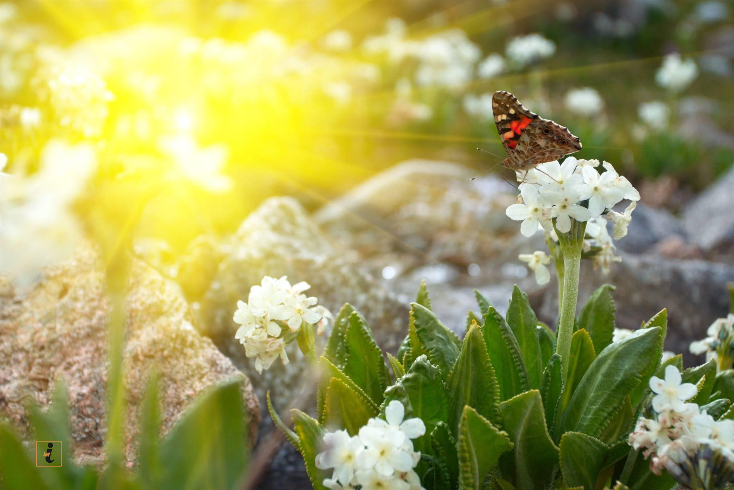 La primavera delle acque e dei fiori con il Mazarol