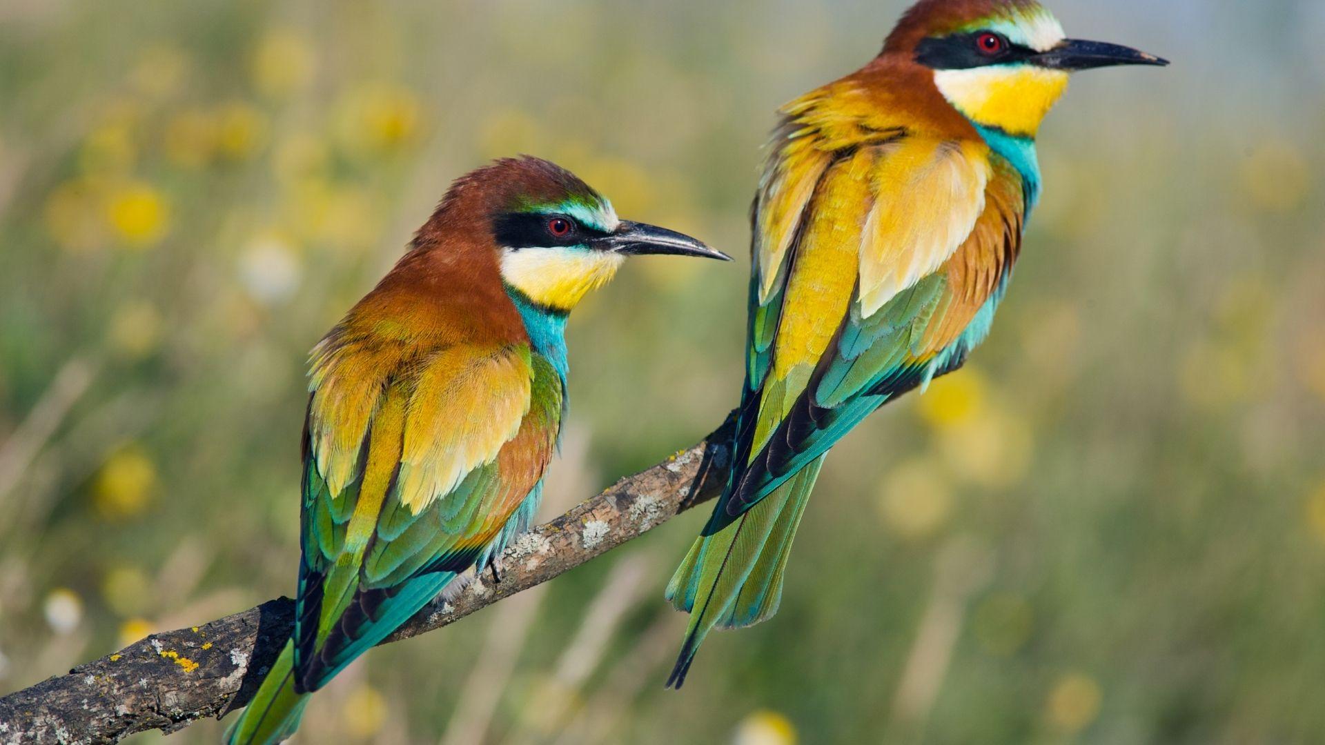 L’importanza delle siepi per la biodiversità