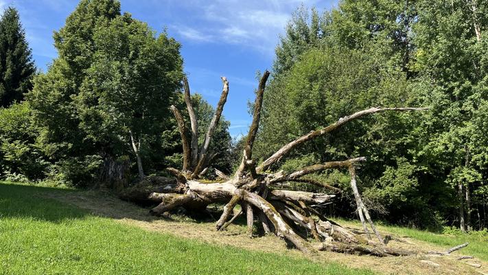 Il Tiglio di Dino Buzzati
