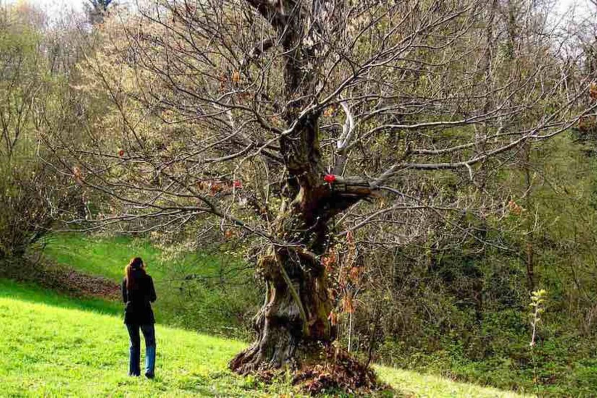 bosco castagne