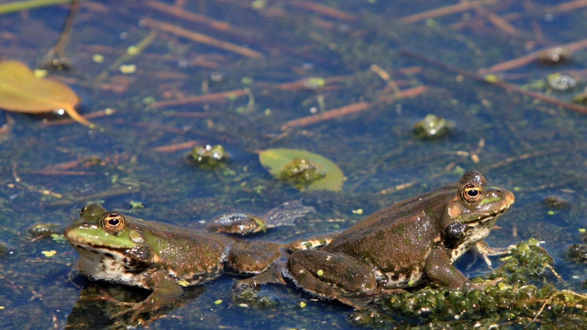 Rigenerazione e valorizzazione della torbiera di Lipoi