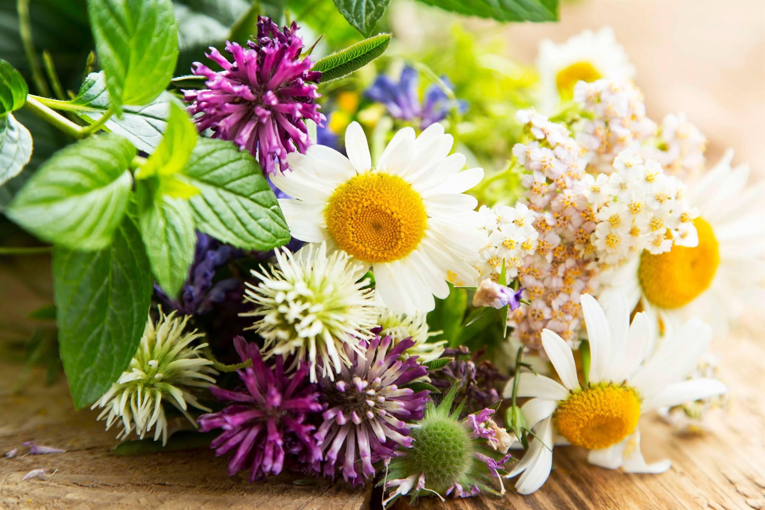 Piante spontanee curative: conoscerle e utilizzarle