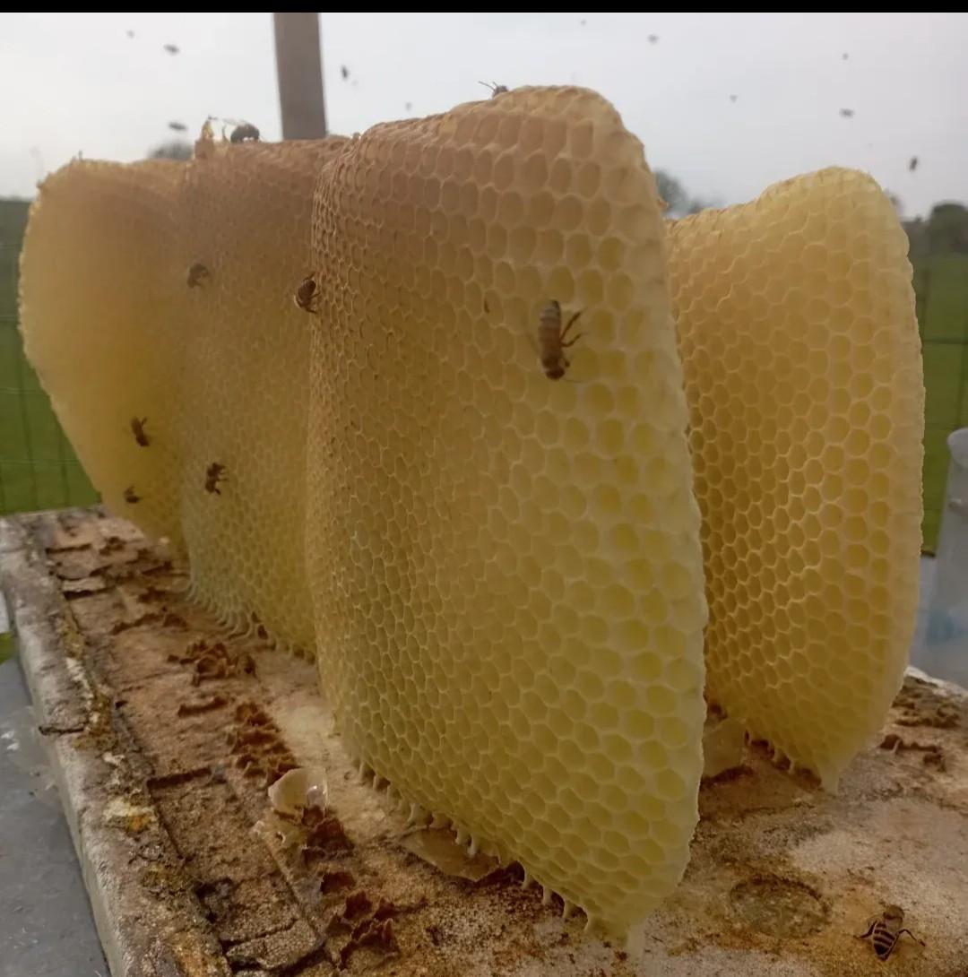 APICOLTURA TERAMAMA