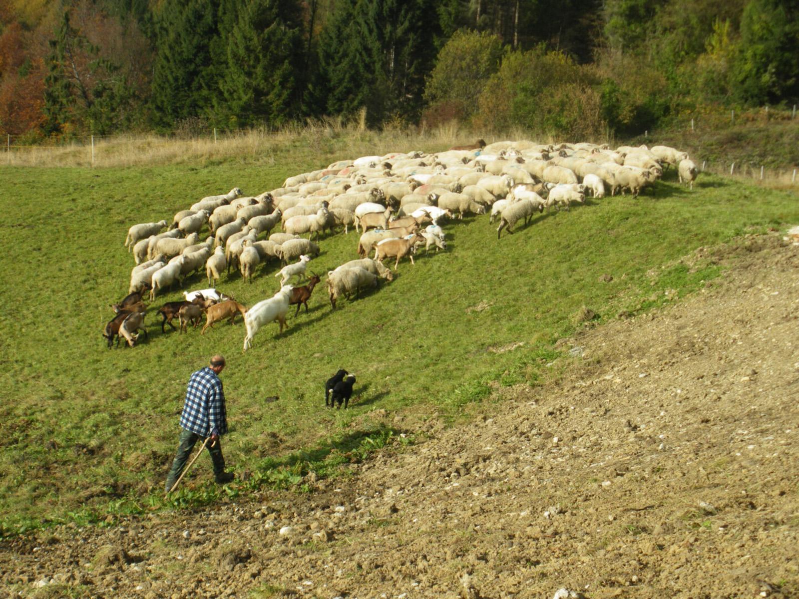 Giornata della tosatura