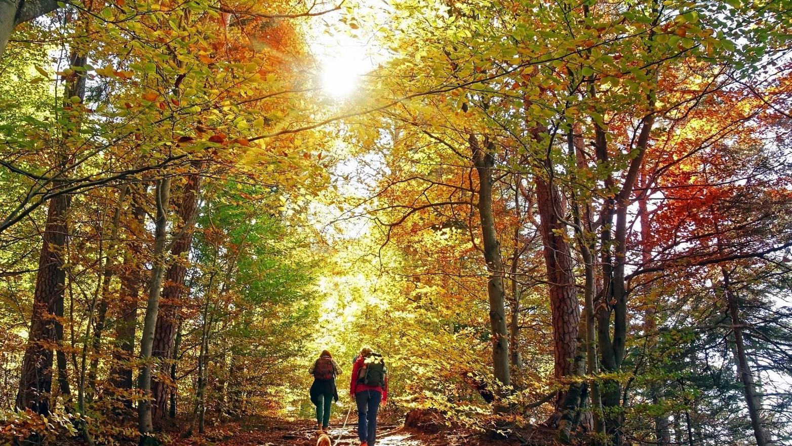 Natura speciale sopra San Gregorio nelle Alpi