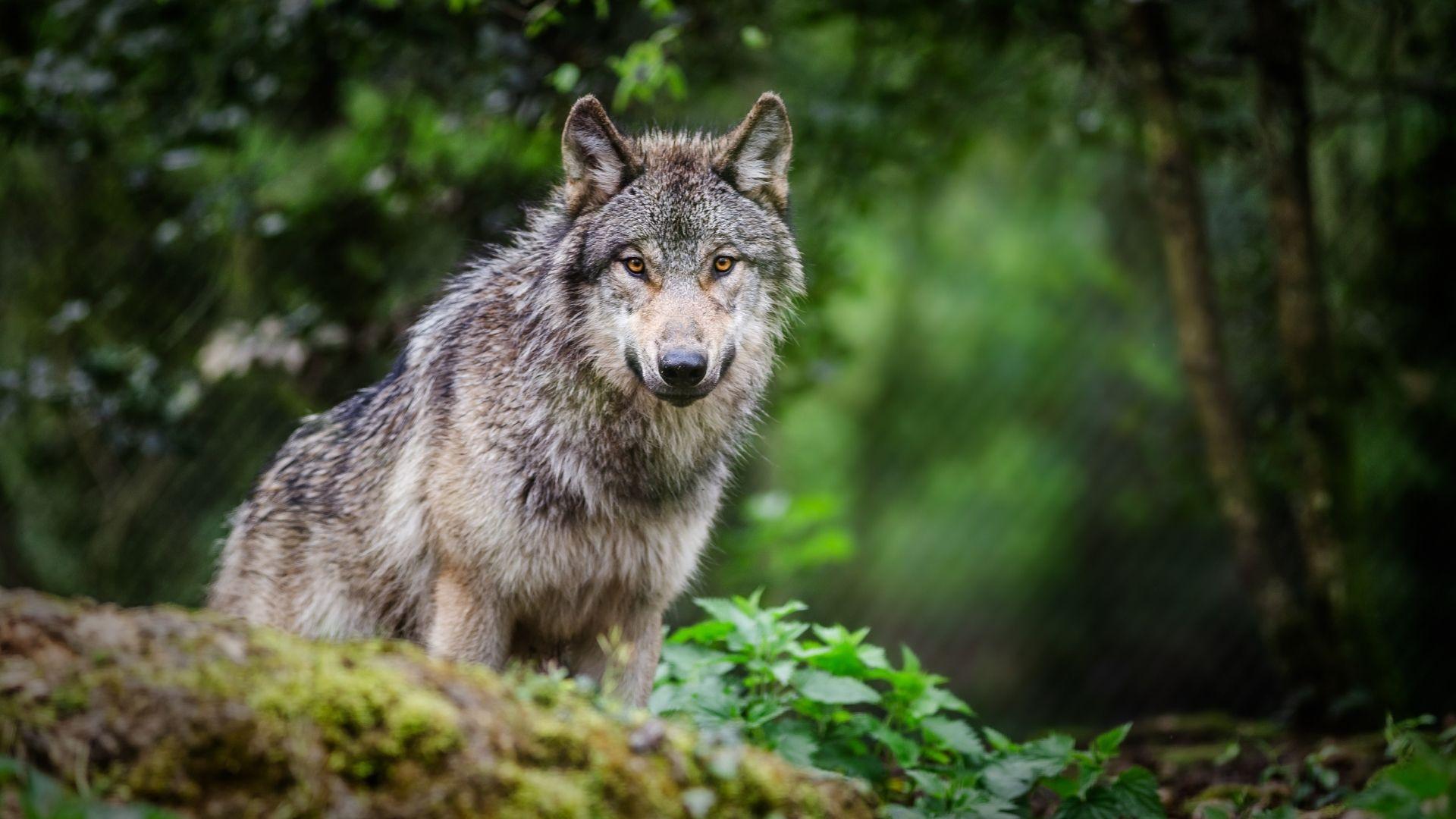 Animali – ponte tra spirito e materia