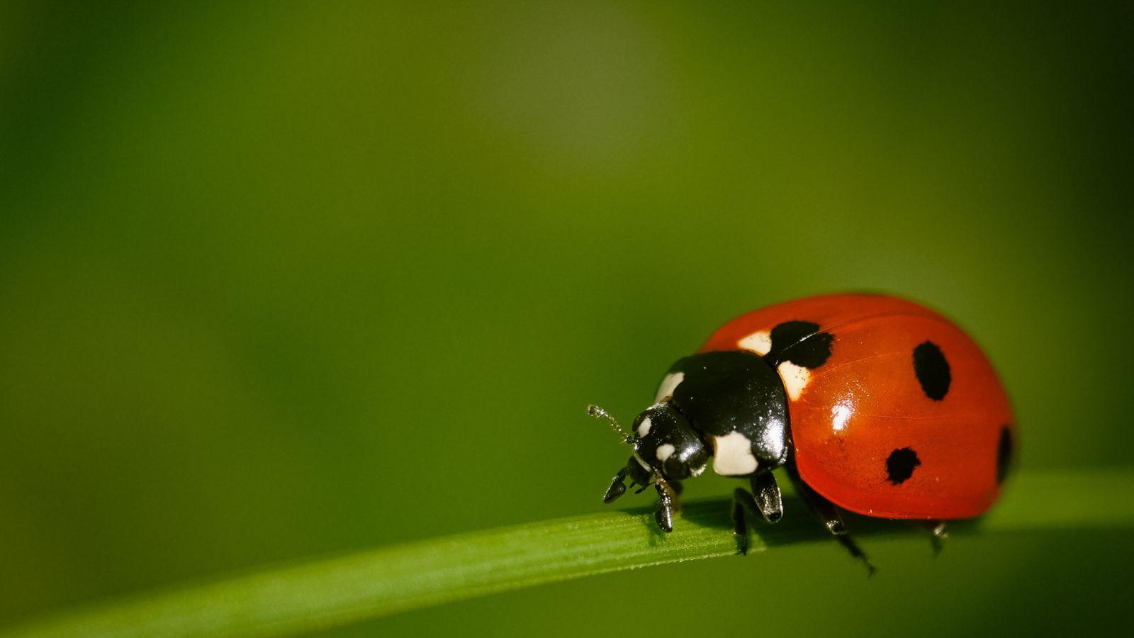 Rondini, lucciole ed altre leggende del futuro