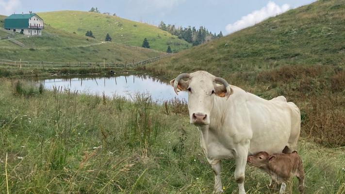 Malga Cor Animali