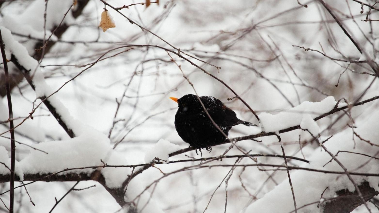Il giorno della merla