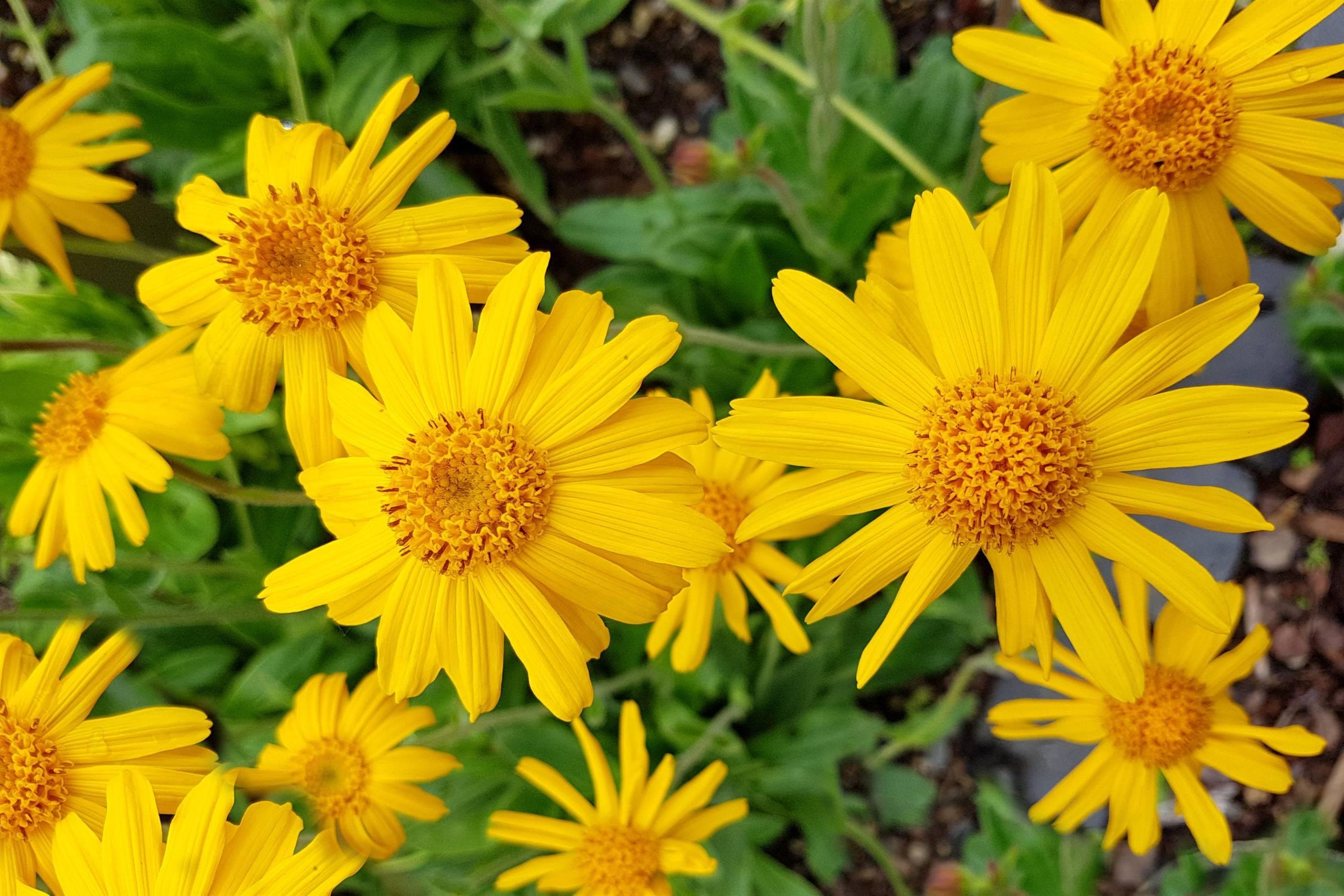 ALBERGO DIFFUSO FALLER (DIPENDENZA ARNICA)