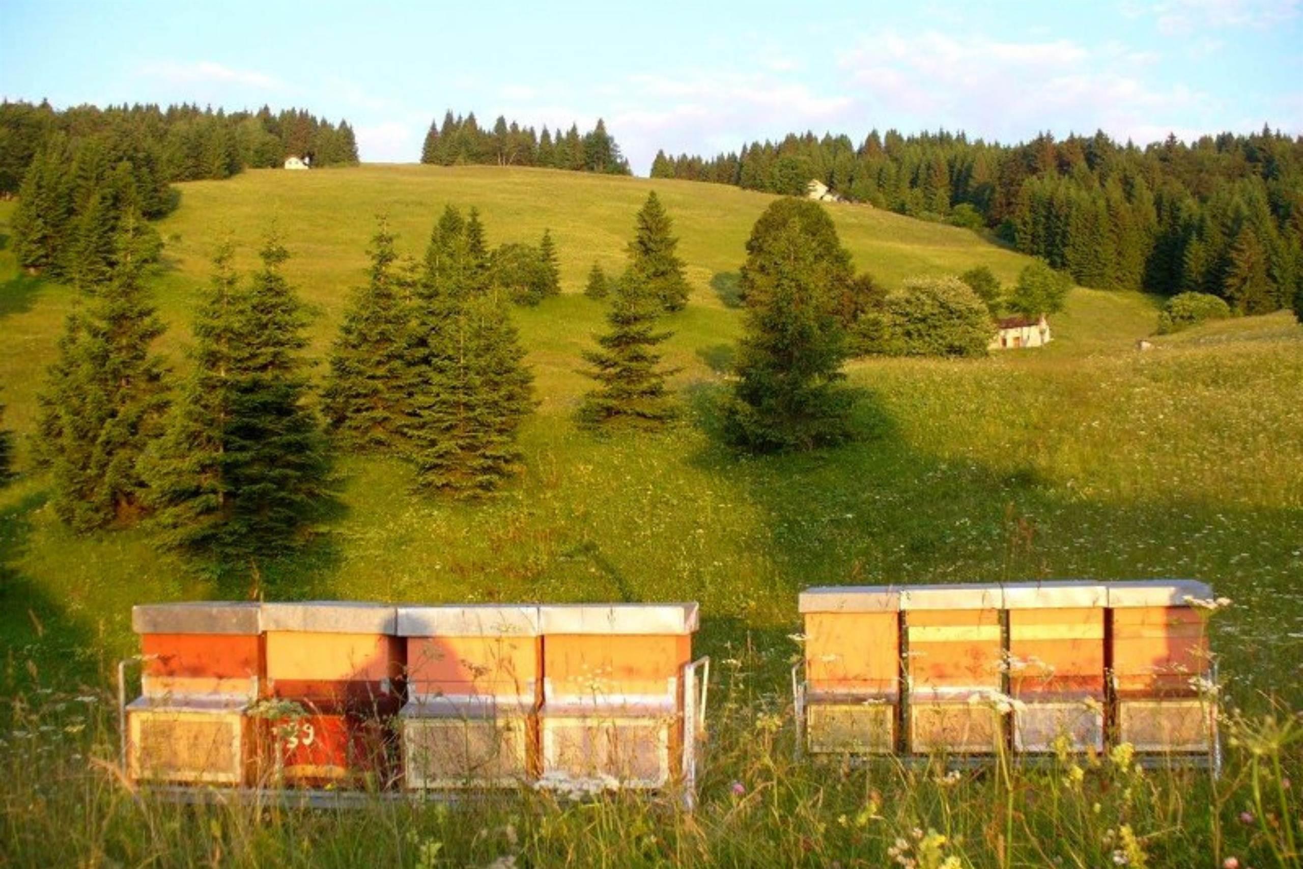 Azienda Agricola Apistica "La Riva"