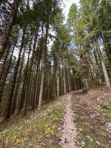 Tradizionale “Neta i Troi”