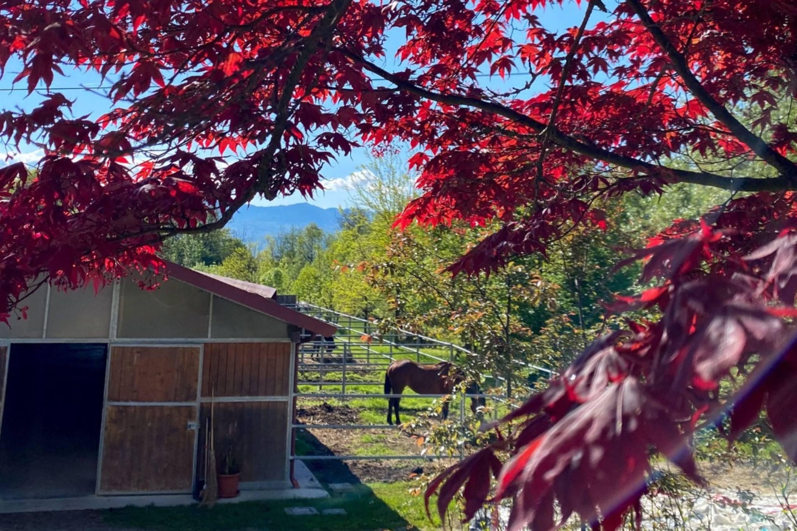 Dolomiti Spirit Ranch