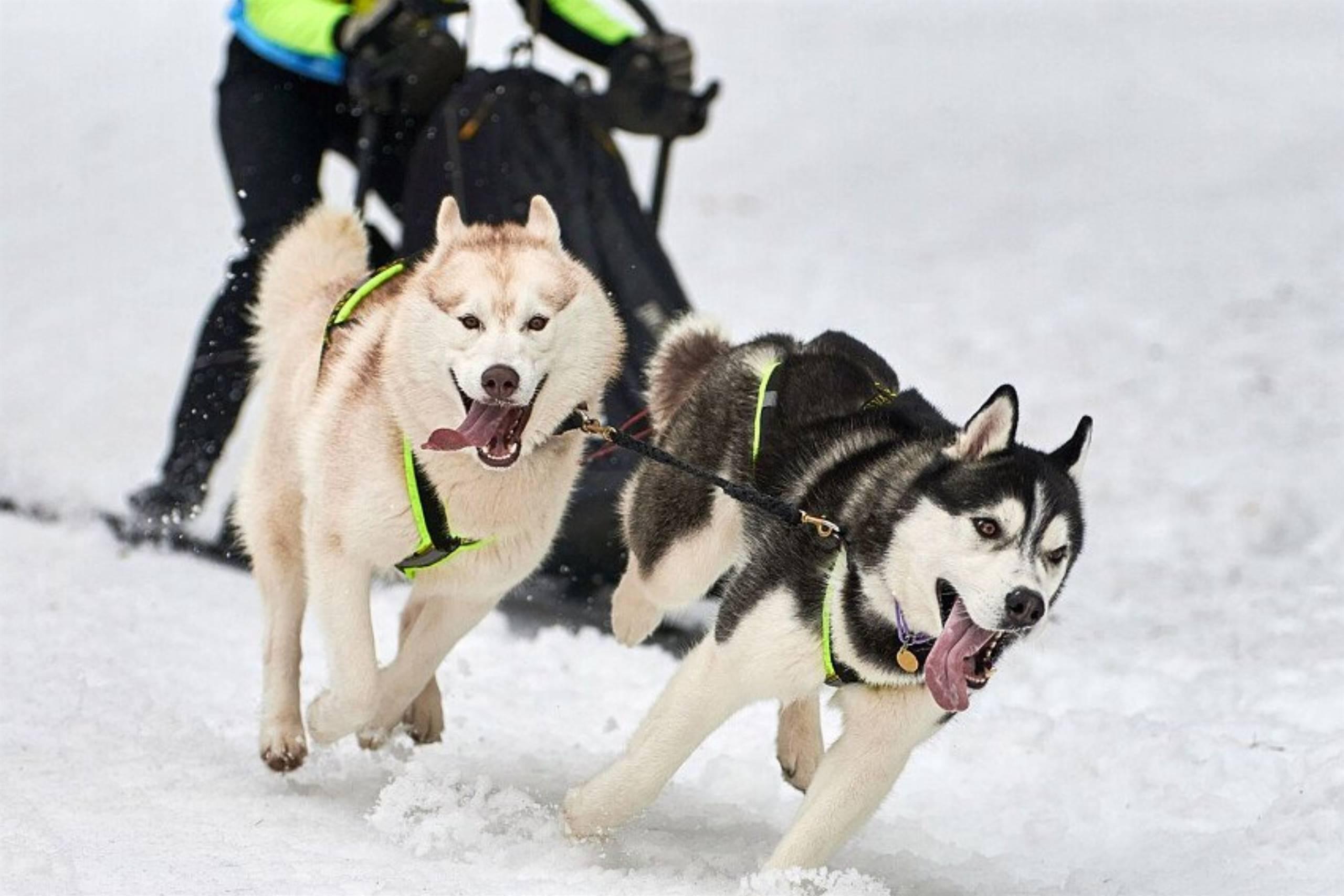 Sled-Dog Cansiglio
