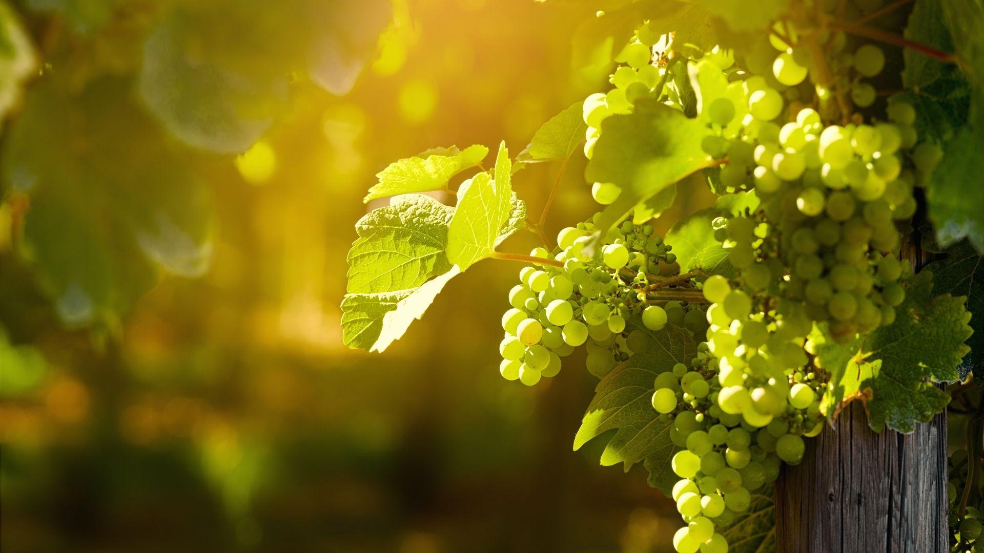 Viticoltura Eroica Cuore Impavido