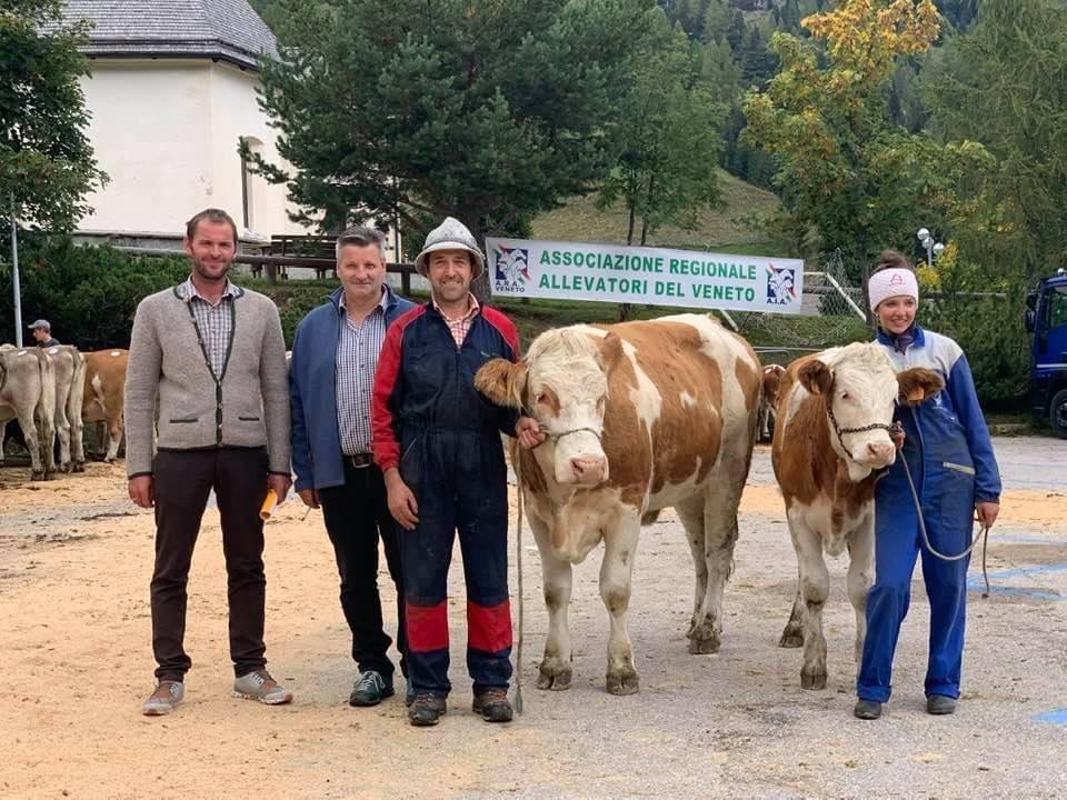 Rassegna della Razza Bruna & Pezzata Rossa Ladina ad Arabba - 3