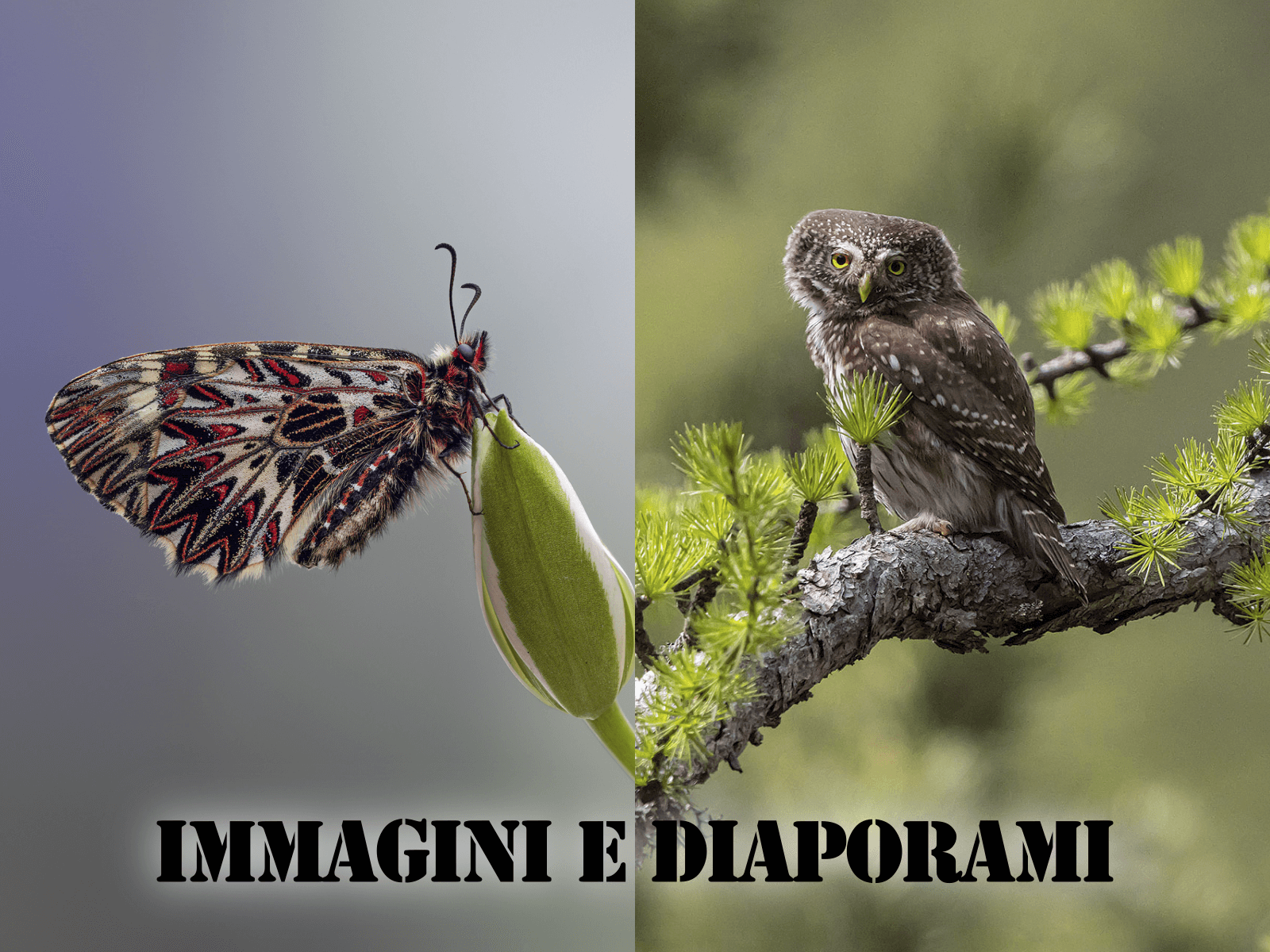 Serata Fotografica “Immagini e Diaporami”