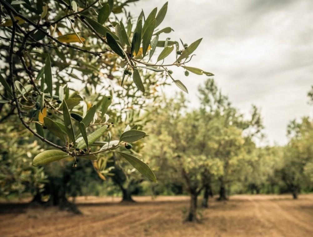Camminata tra gli olivi