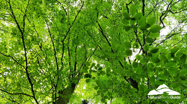 Escursione Cansiglio Polmone Verde